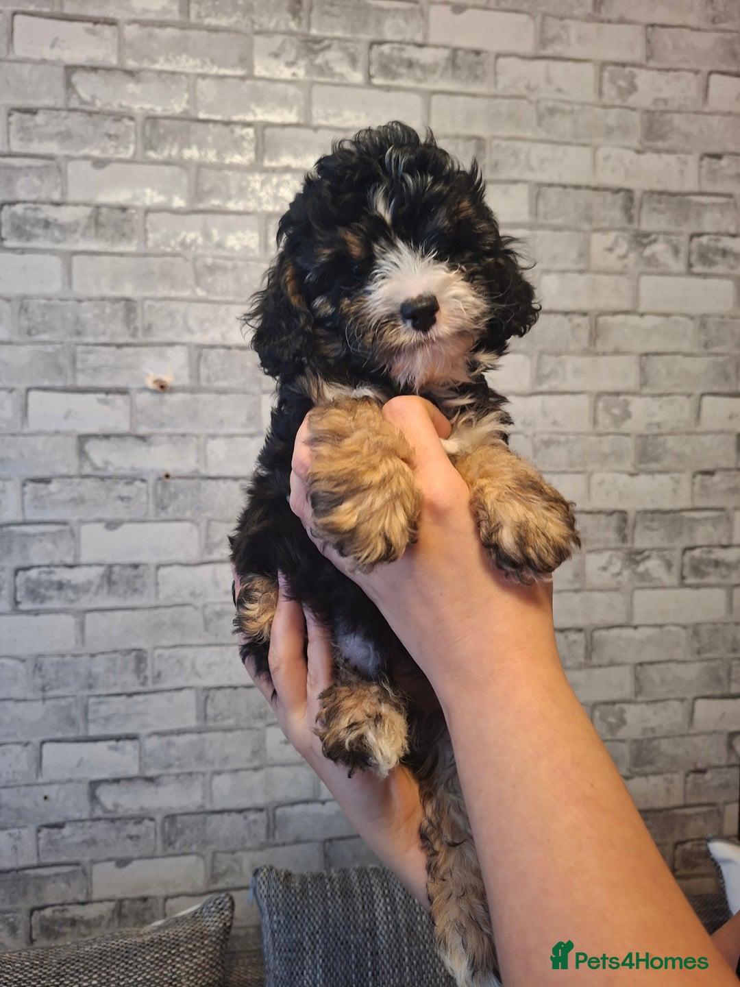 Cavapoo dogs for sale: Beautiful f1b Cavapoo puppies  - Image 8