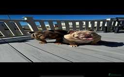 English Bulldog dogs for sale: KC registered English bulldog puppies - Image 12