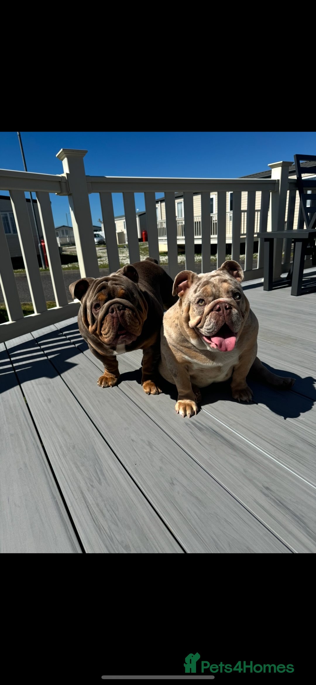 English Bulldog dogs for sale: KC registered English bulldog puppies - Image 12