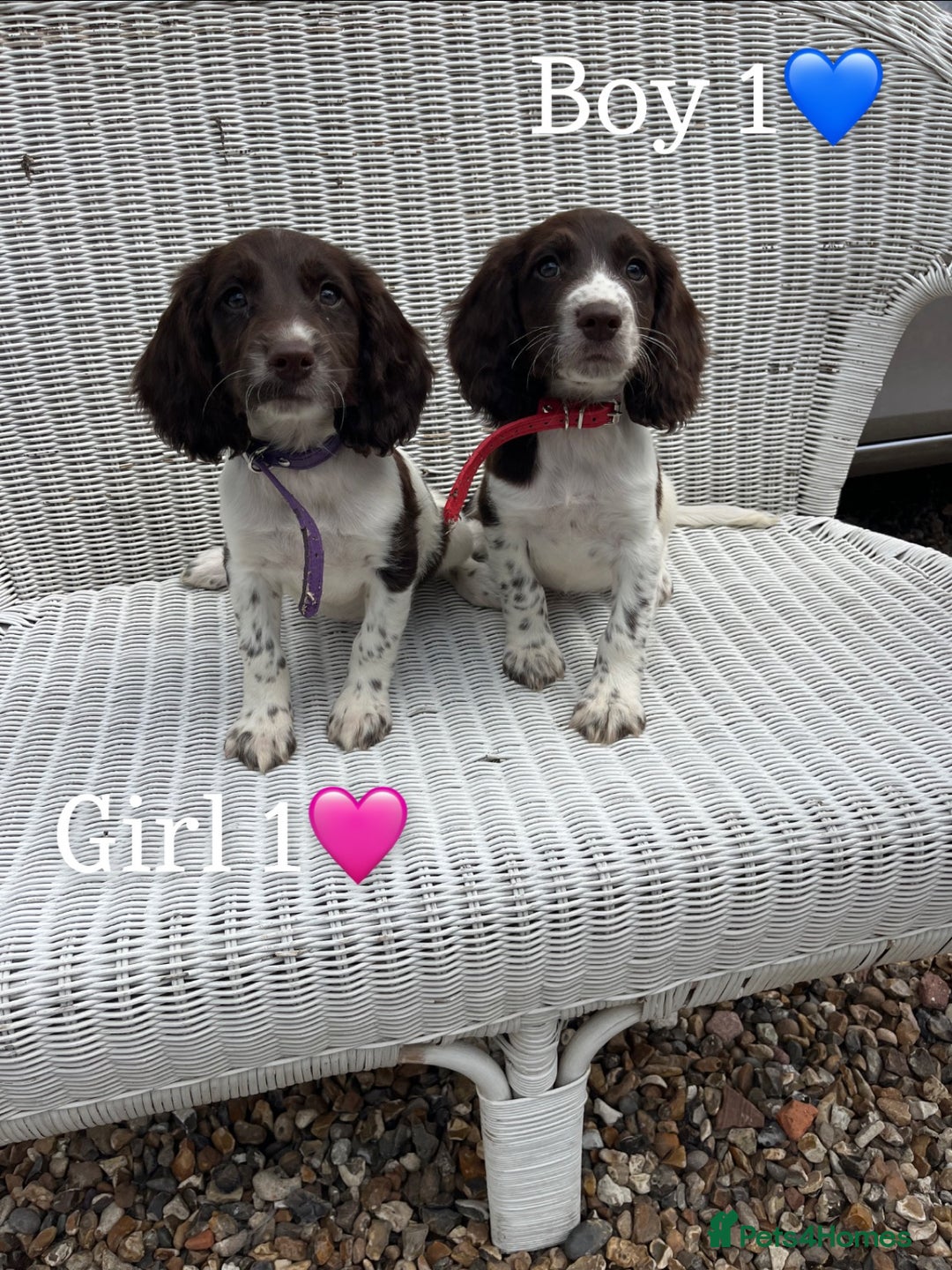 English Springer Spaniel dogs for sale: English springer spaniel puppies for sale - Image 5