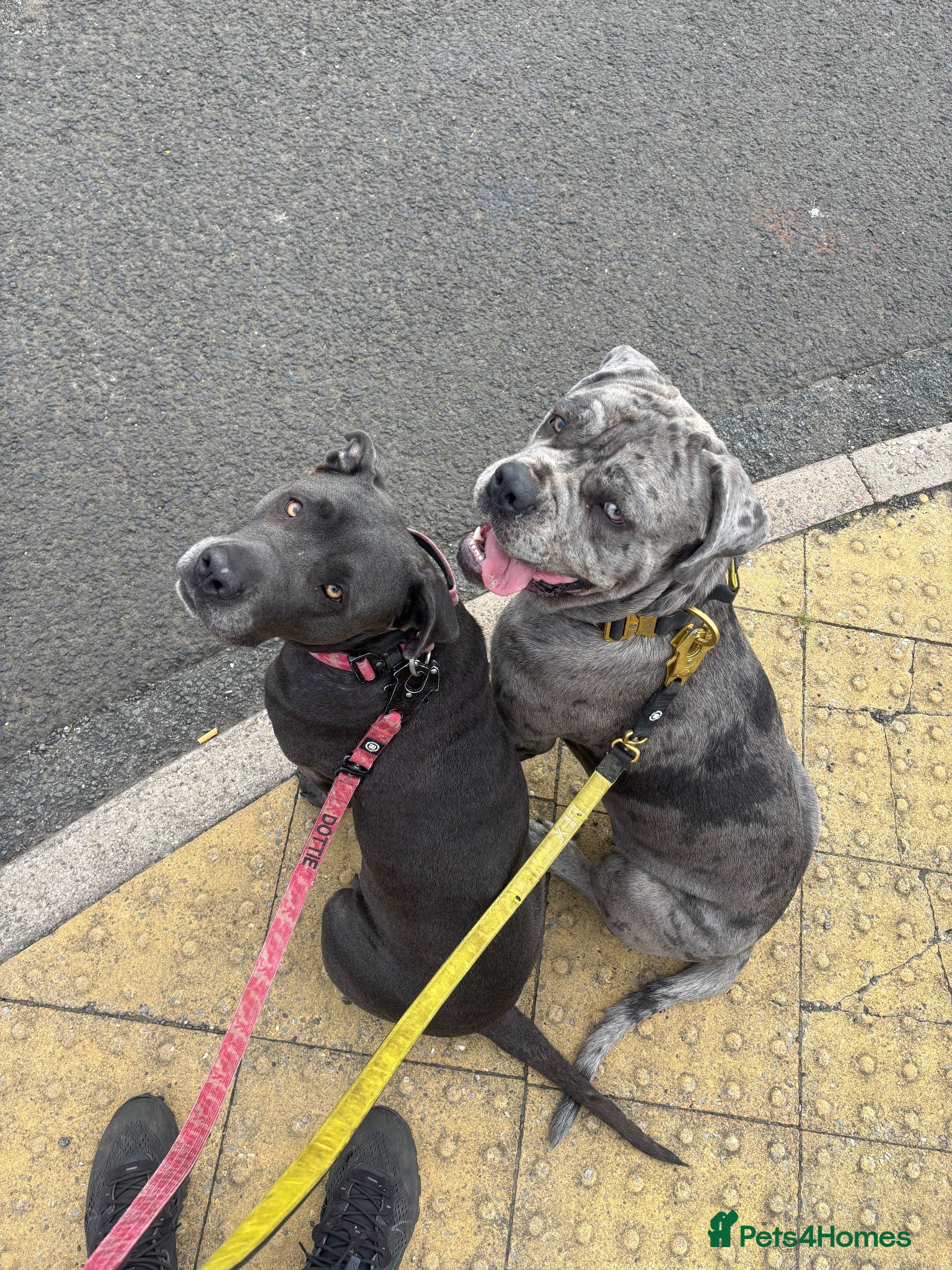Cane Corso dogs CANE CORSO PUPS - CAN LEAVE 1st SEPT - Advert 2