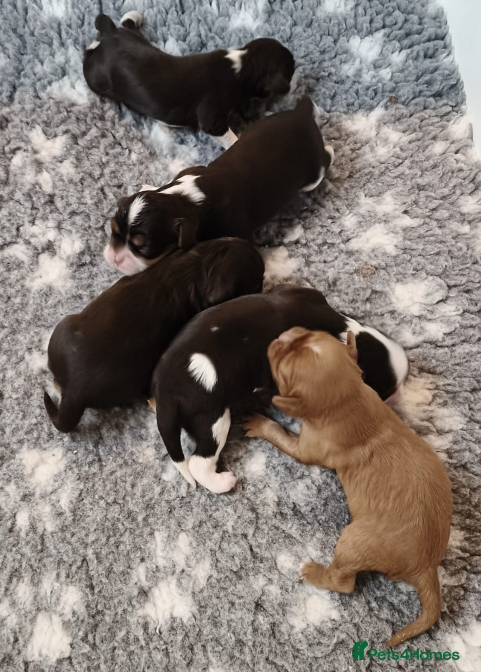 Cavalier King Charles Spaniel dogs Amazing 🤎Chocolate🤎 CKCS born today 25/05/26 - Advert 2
