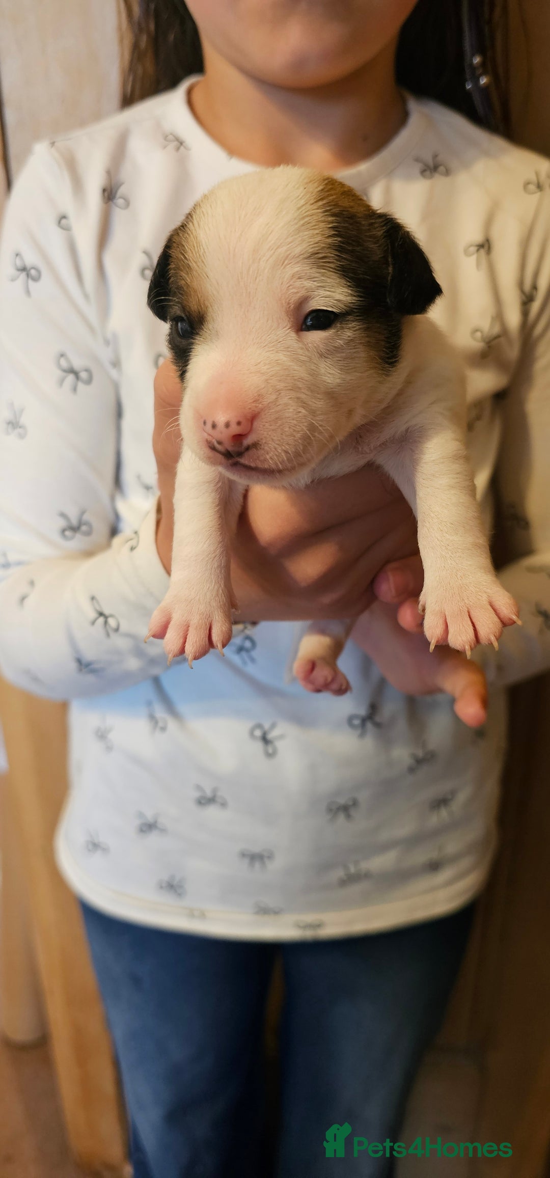 Mixed Breed dogs for sale: Gorgeous Jack Russell x Dachshund Puppies in Welshpool - Image 8