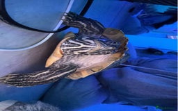 Turtle reptiles for sale: Ricco the turtle  - Image 2