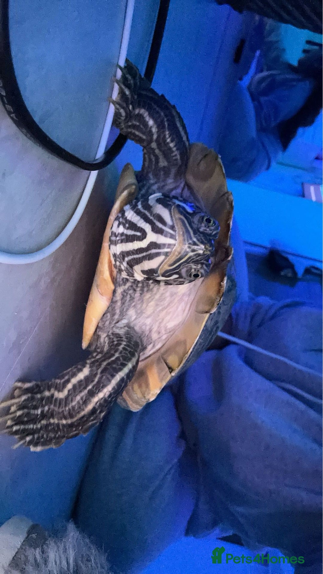 Turtle reptiles for sale: Ricco the turtle  - Image 2
