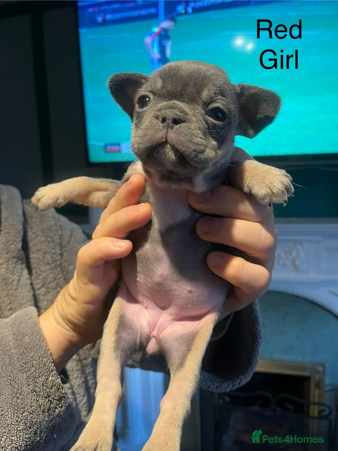 French Bulldog dogs for sale: DWKC Registered French Bulldog puppies for sale - Advert 11