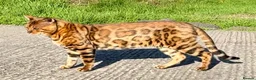 Bengal cats for sale: Outstanding Bengal kittens , European champion dad - Advert 17
