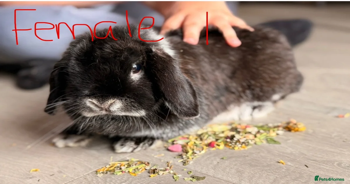 Rabbits for Sale for sale in Cardiff | Pets4Homes