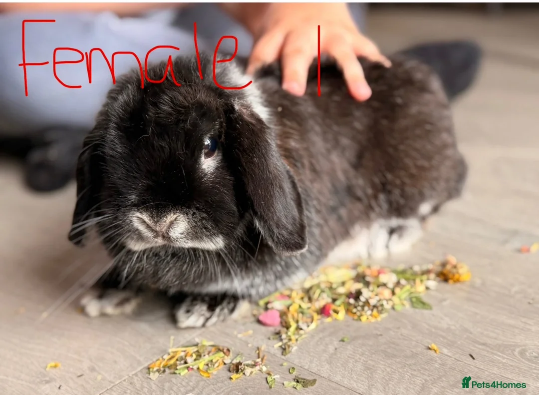 Mini Lop rabbits for sale: MALE AND FEMALE MINI LOPS ADULTS  - Advert 1