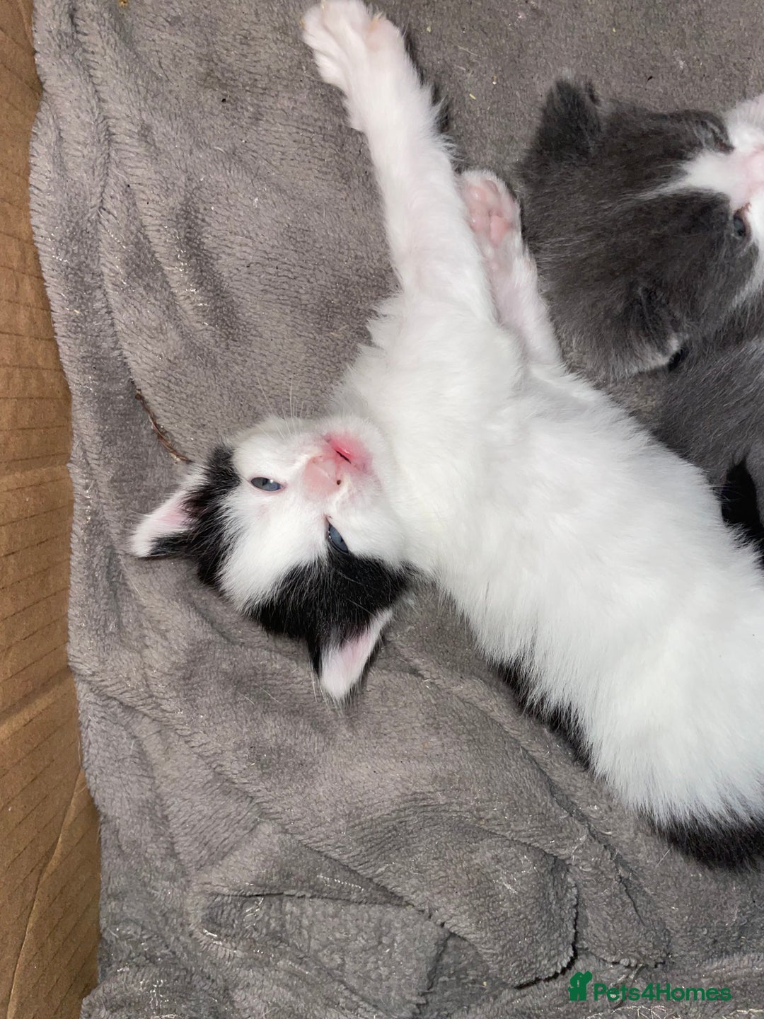 Mixed Breed cats for sale: Beautiful female kittens - Advert 9