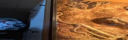 Snake reptiles for sale: Western hognose and set up  - Advert 4