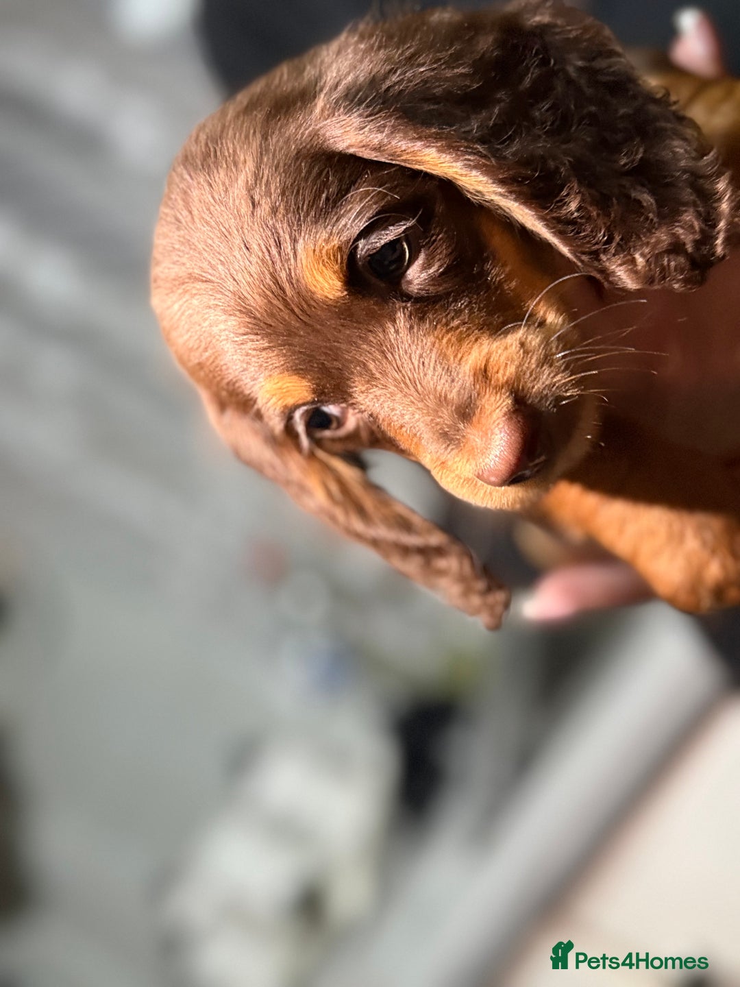 Miniature Dachshund dogs for sale: Longhair miniature Duchshund 🩵1boy 1girl left🩷 - Advert 8
