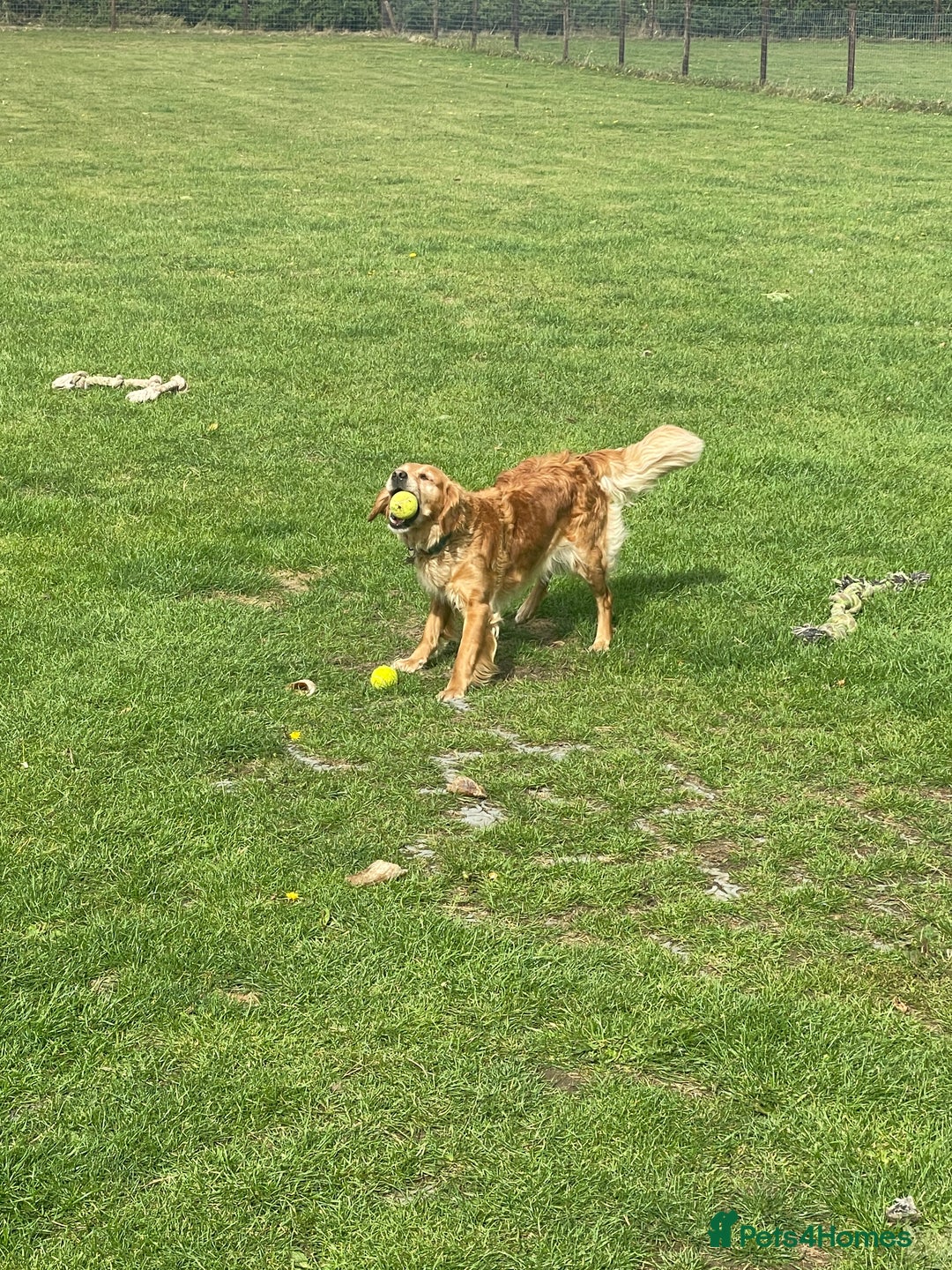 Golden Retriever dogs for sale: KC Reg Girl via POLICE dog behaviourist  - Image 2