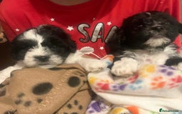 Mixed Breed dogs for sale: Expected puppies - Image 4