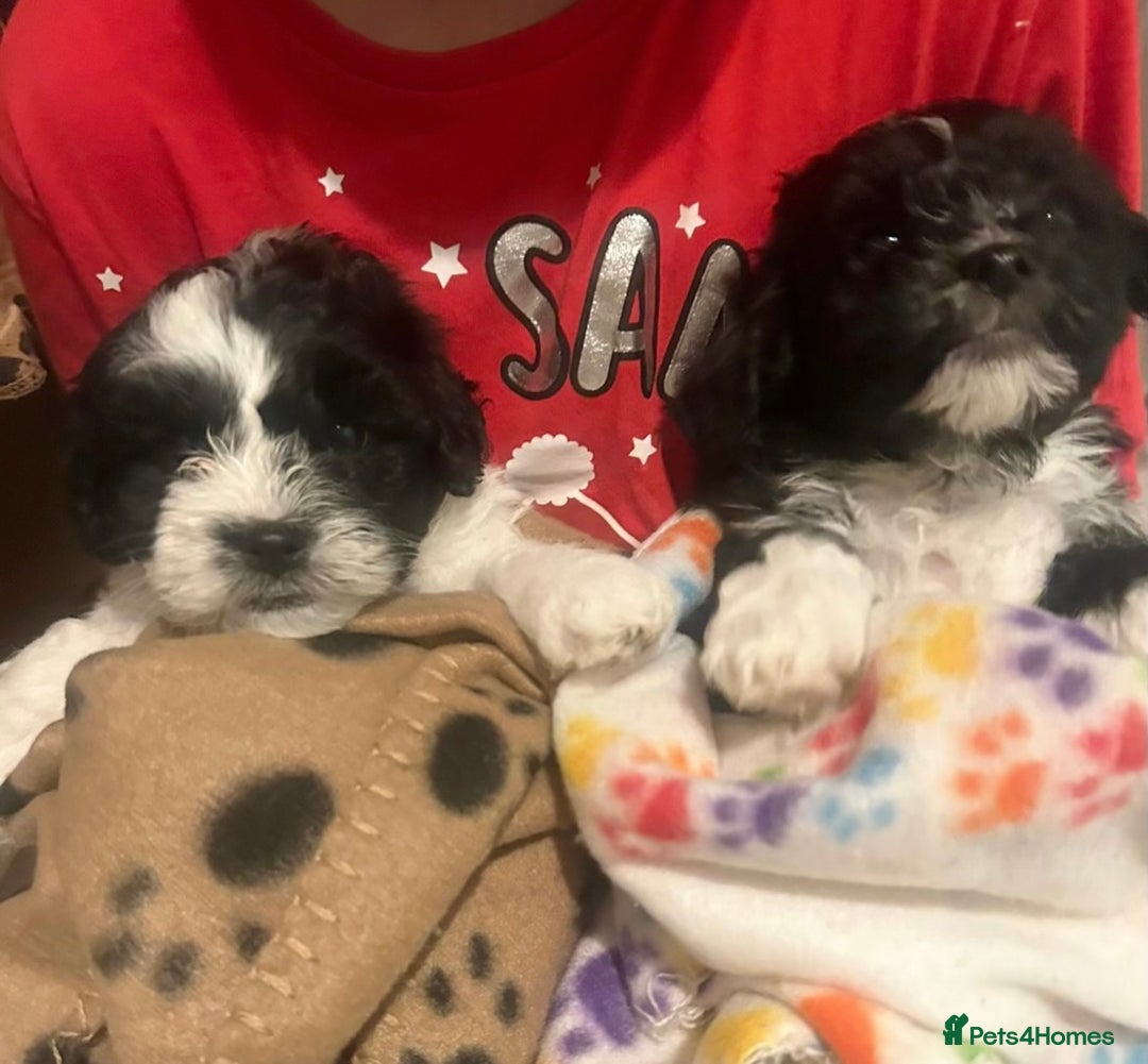 Mixed Breed dogs for sale: Expected puppies - Image 4