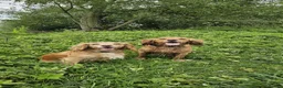 Cocker Spaniel dogs for sale: Gorgeous Working Cocker Spaniel Pups  - Advert 4