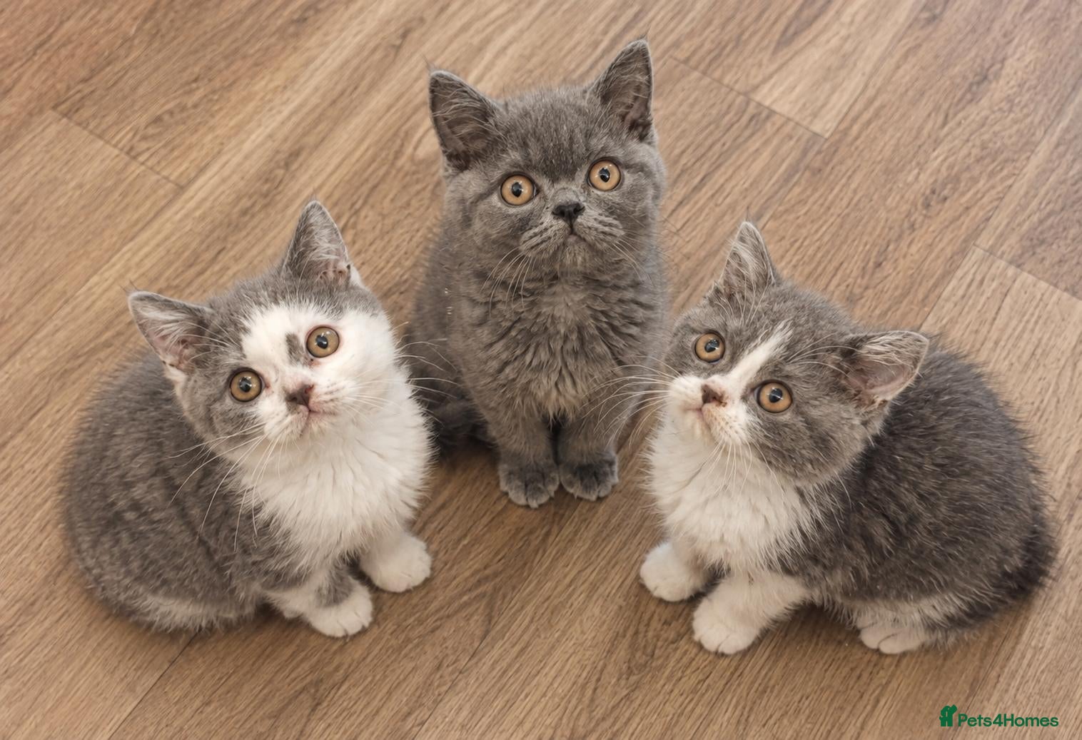 British Shorthair cats British shorthair blue and white bicolour kittens - Advert 4