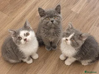 British Shorthair cats British shorthair blue and white bicolour kittens - Advert 4