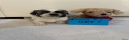 Shih Tzu dogs for sale: 7 shih tzu puppies are looking new home  - Advert 2