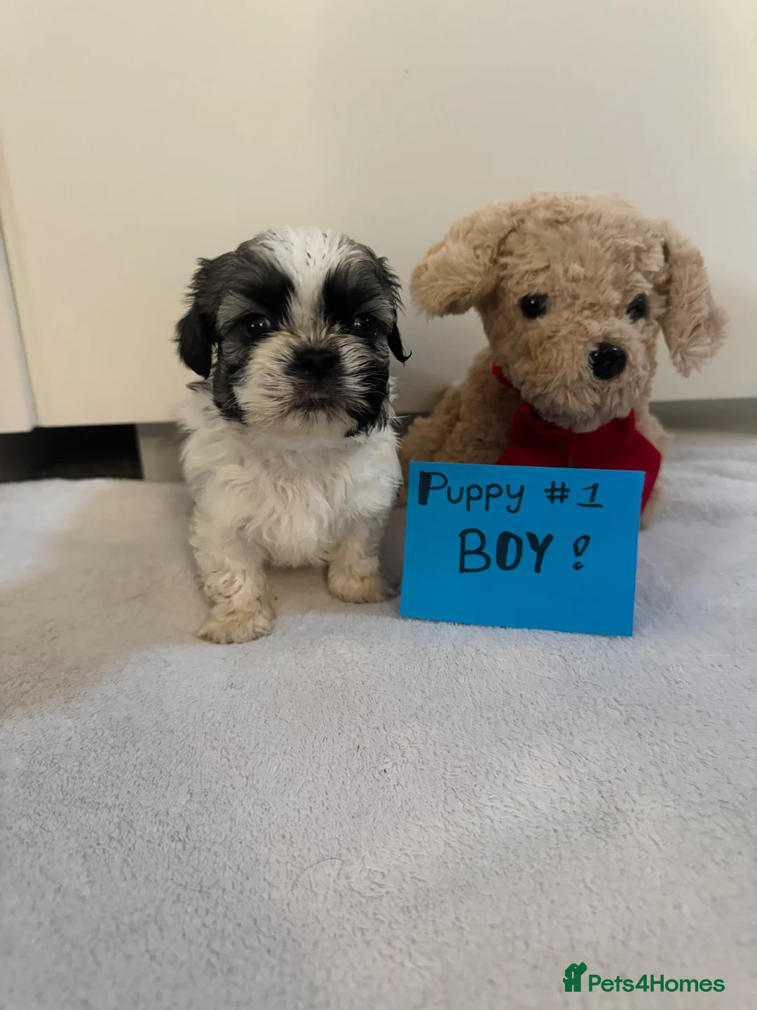 Shih Tzu dogs for sale: 7 shih tzu puppies are looking new home  - Advert 2