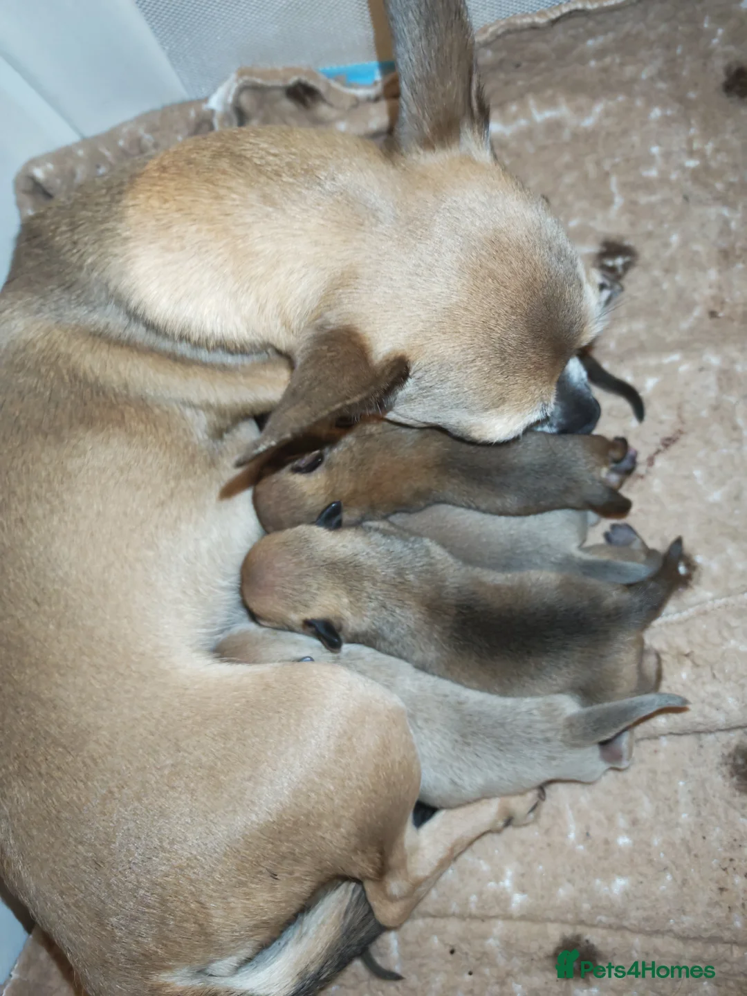 Chihuahua dogs for sale: Chihuahua puppys - Advert 39