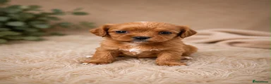 Cavapoo 5