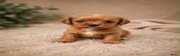 Cavapoo dogs for sale: F1 fox Red cavapoo  - Advert 6