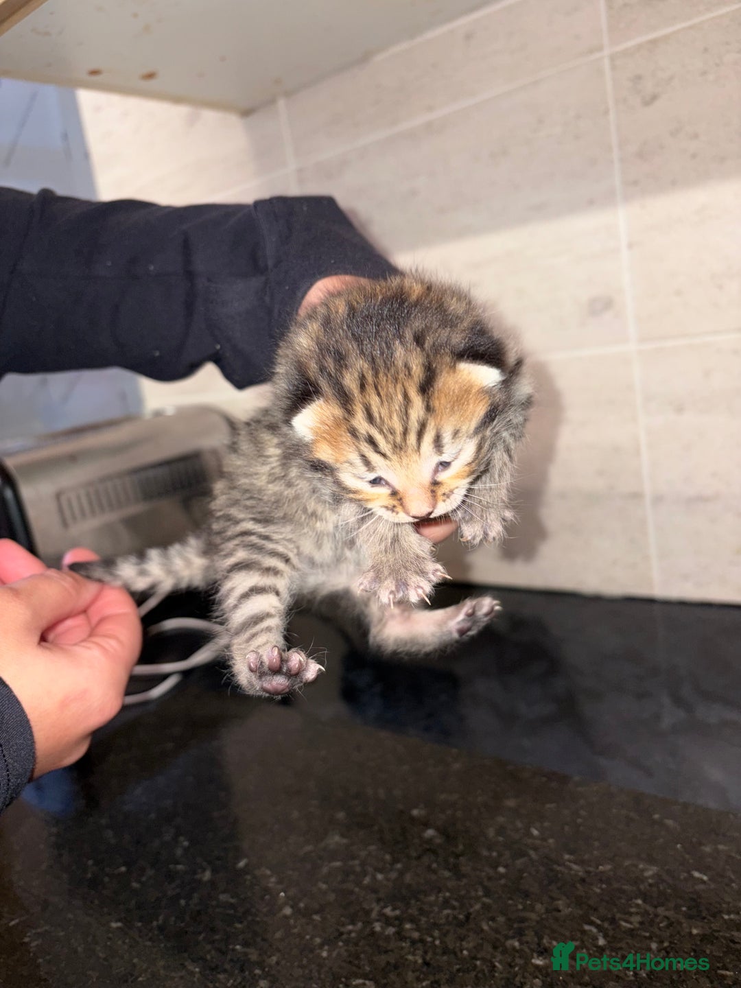 Bengal cats for sale: Bengal mixed Tabby - Advert 3