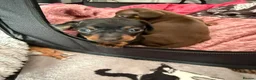 Miniature Dachshund dogs for sale: 2 Stunning Miniature Dachshund Puppies   - Advert 8