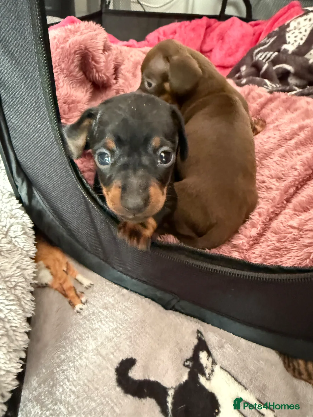 Miniature Dachshund dogs for sale: 2 Stunning Miniature Dachshund Puppies   - Advert 8