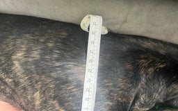 Cane Corso dogs for stud: ZEUS CANECORSO STUD - Image 9