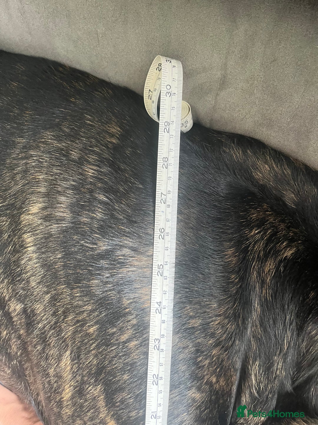 Cane Corso dogs for stud: ZEUS CANECORSO STUD - Image 9