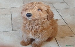 Labradoodle dogs for sale: Labradoodle girl 13 weeks old - Image 2