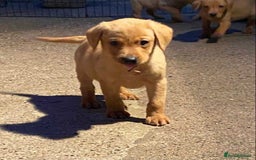 Labrador Retriever dogs for sale: KC Registered Labrador Puppies - Image 6