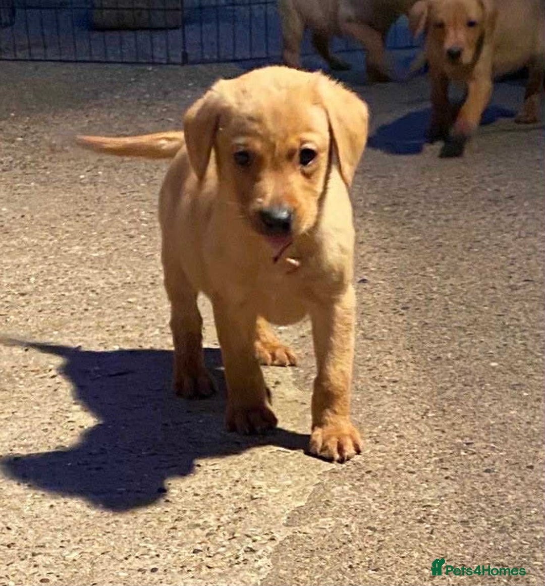 Labrador Retriever dogs for sale: KC Registered Labrador Puppies - Image 6