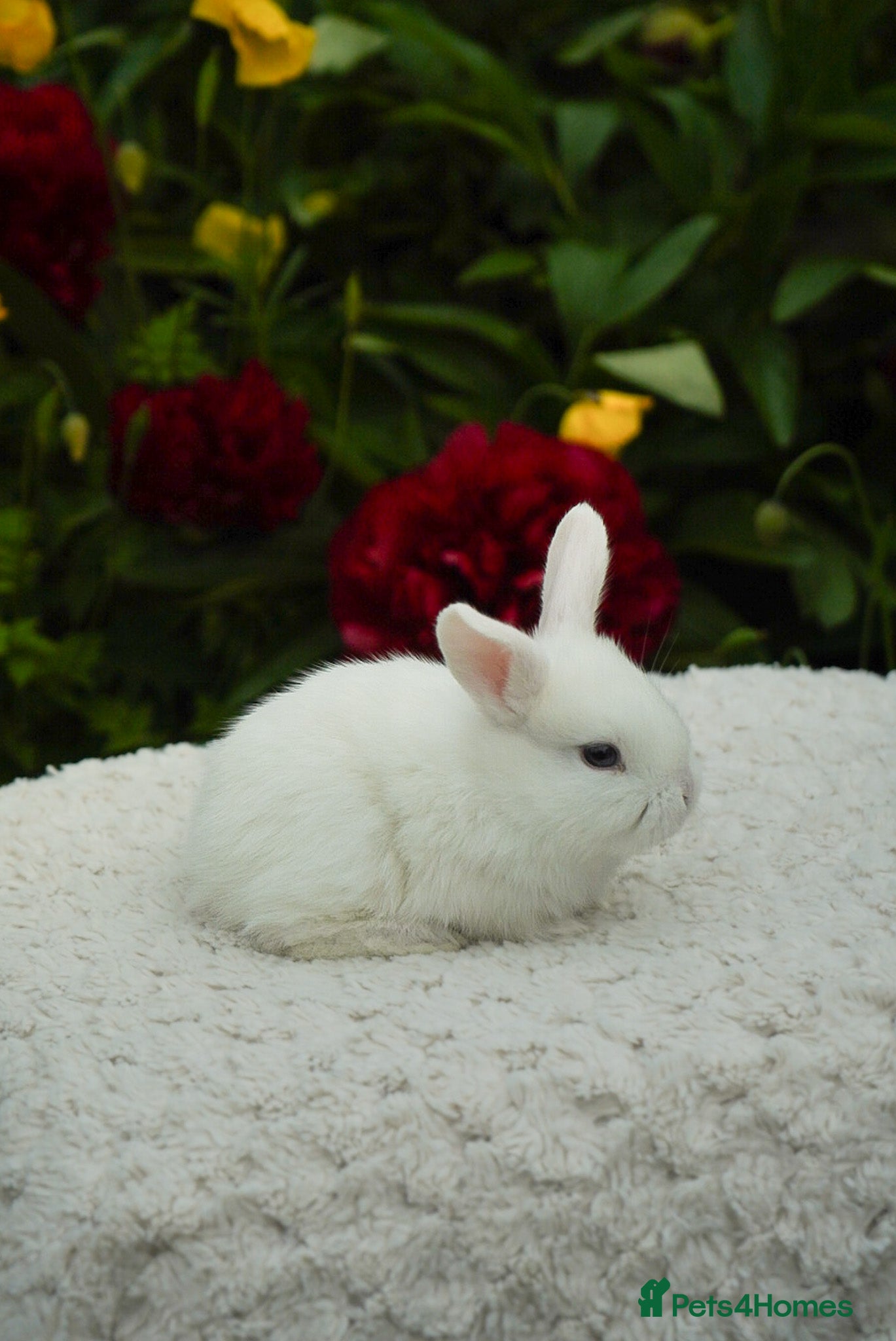 Mixed Breed rabbits for sale: Gen 1 plushy’s (mini Rex x mini lop) - Advert 9