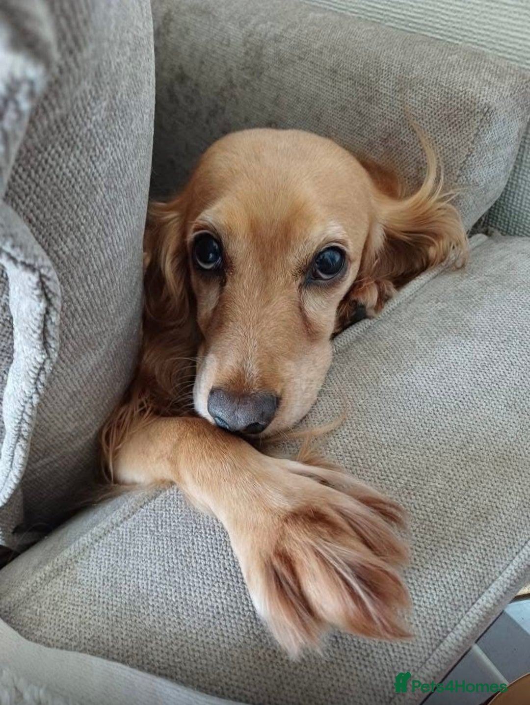 Cockapoo dogs for sale: 5 adorable cockapoo puppies  - Advert 4