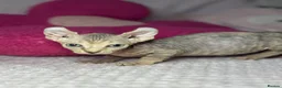 Sphynx cats for sale: Canadian bambino Sphynx kittens  - Advert 15