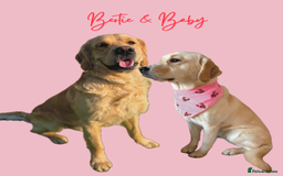 Goldador dogs for sale: A Special Litter of Goldador Puppies - Image 2