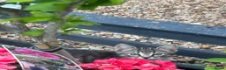 Mixed Breed cats for sale: Stunning Kittens looking for their forever homes - Advert 6