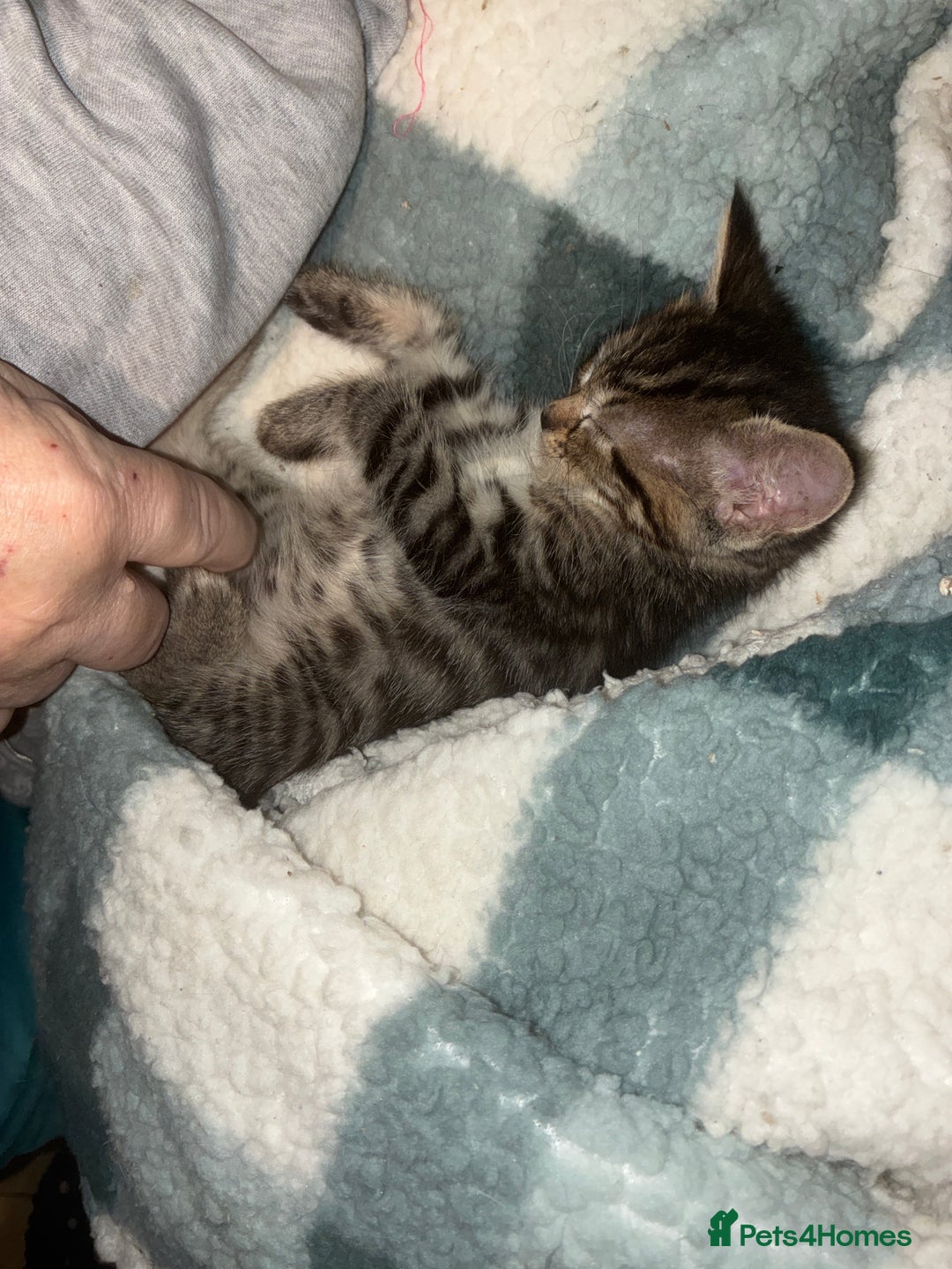 Domestic Shorthair cats for sale: Beautiful ginger & tabby kittens available 20 Dec - Advert 12