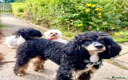 Poodle dogs for stud: GORGEOUS PHANTOM POODLE STUD  - Image 19