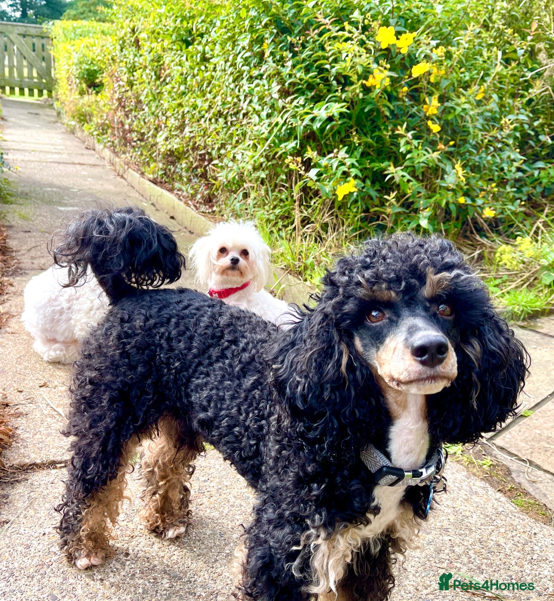 Poodle dogs for stud: GORGEOUS PHANTOM POODLE STUD  - Image 19