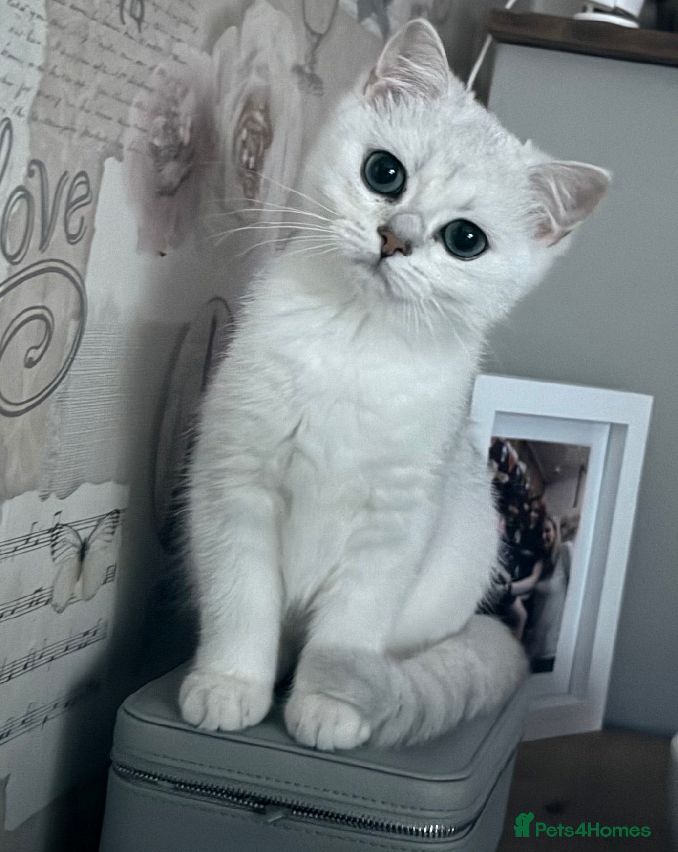 British Shorthair cats GCCF British Shorthair Silver/Black Tipped Kitten - Advert 13