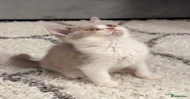 British Shorthair cats - Advert 7