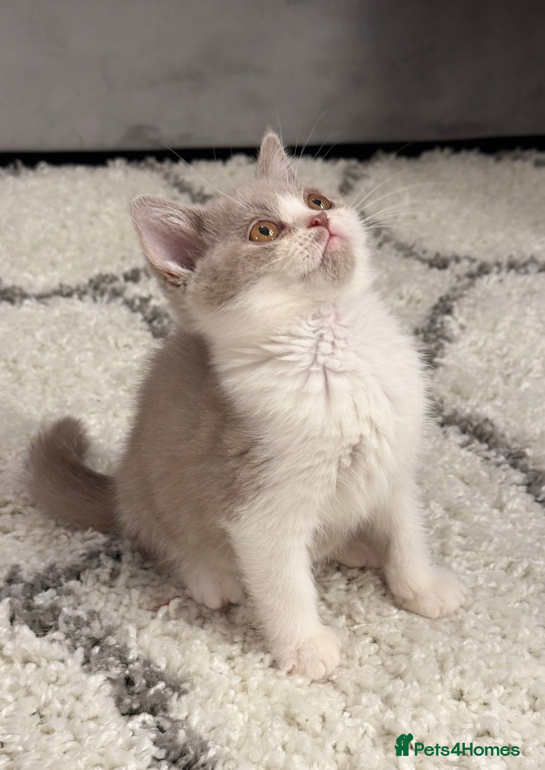 British Shorthair cats for sale: Pure British Shorthair kittens ready now 🏆🥇😻 - Image 4