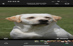 Labrador Retriever dogs for sale: English yellow Labradors  - Image 21