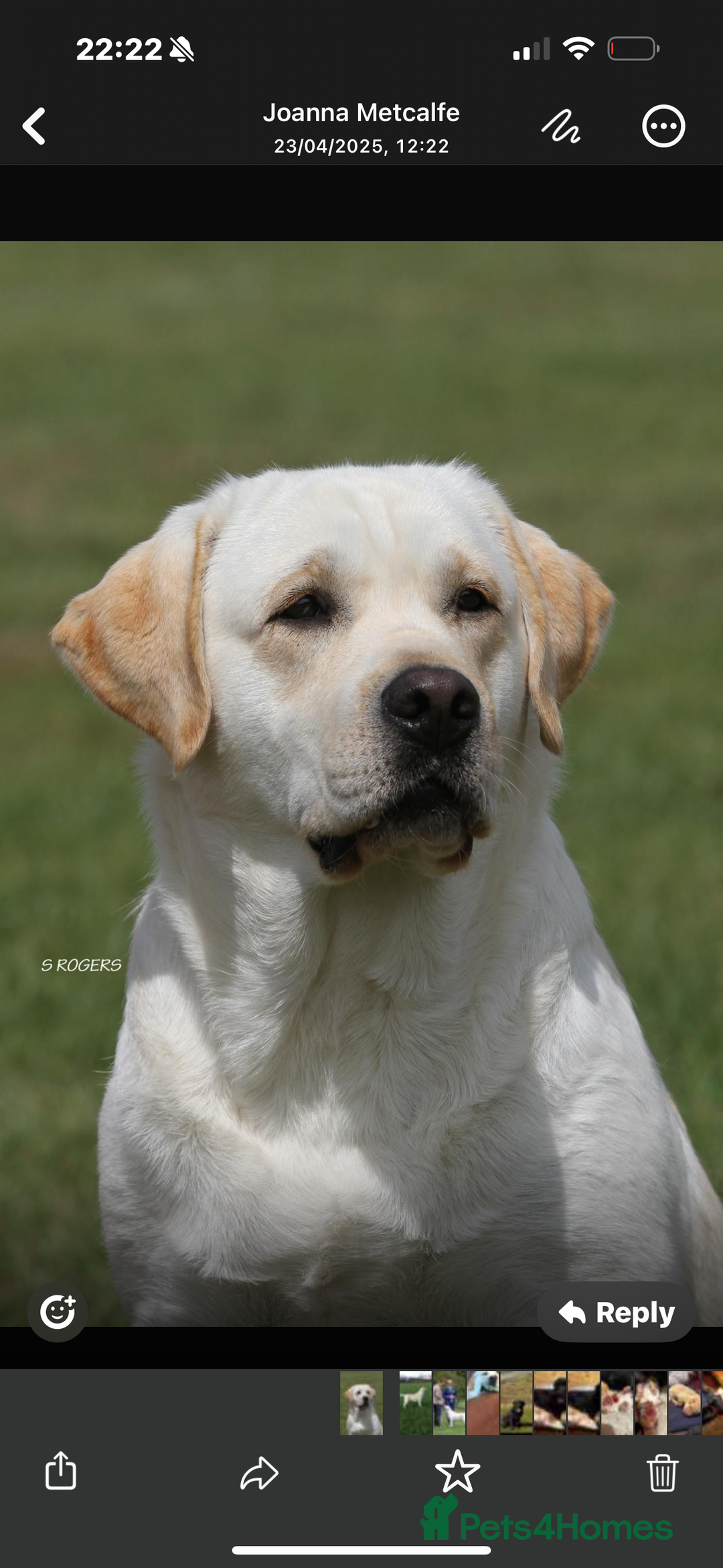 Labrador Retriever dogs for sale: English yellow Labradors  - Image 21