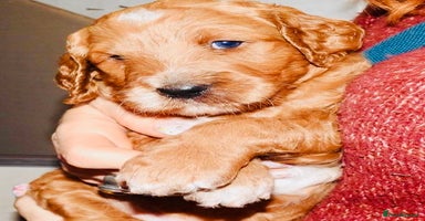 Mixed Breed dogs Irish doodle x Poodle Pointer puppies. Stunning!!! - Advert 2