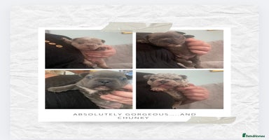 French Bulldog dogs - Advert 11
